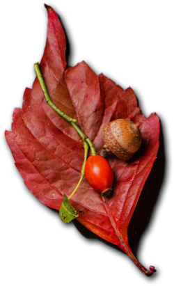 The Kurry Lounge - Restaurant